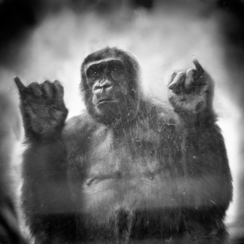 Przejmujące i pełne emocji portrety małp zamkniętych w ogrodach zoologicznych 13