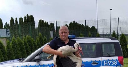 Bociek zamieszkał w ogrodzie Dzielnicowego - jak to się stało?