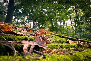 Przedzimie zbliża się do Polski. Ostatnie takie dni w pogodzie