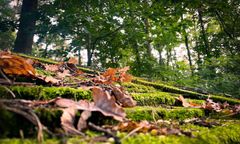 Przedzimie zbliża się do Polski. Ostatnie takie dni w pogodzie