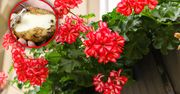Zmiksuj z wodą i podlej pelargonie. Wystrzelą mnóstwem kwiatów