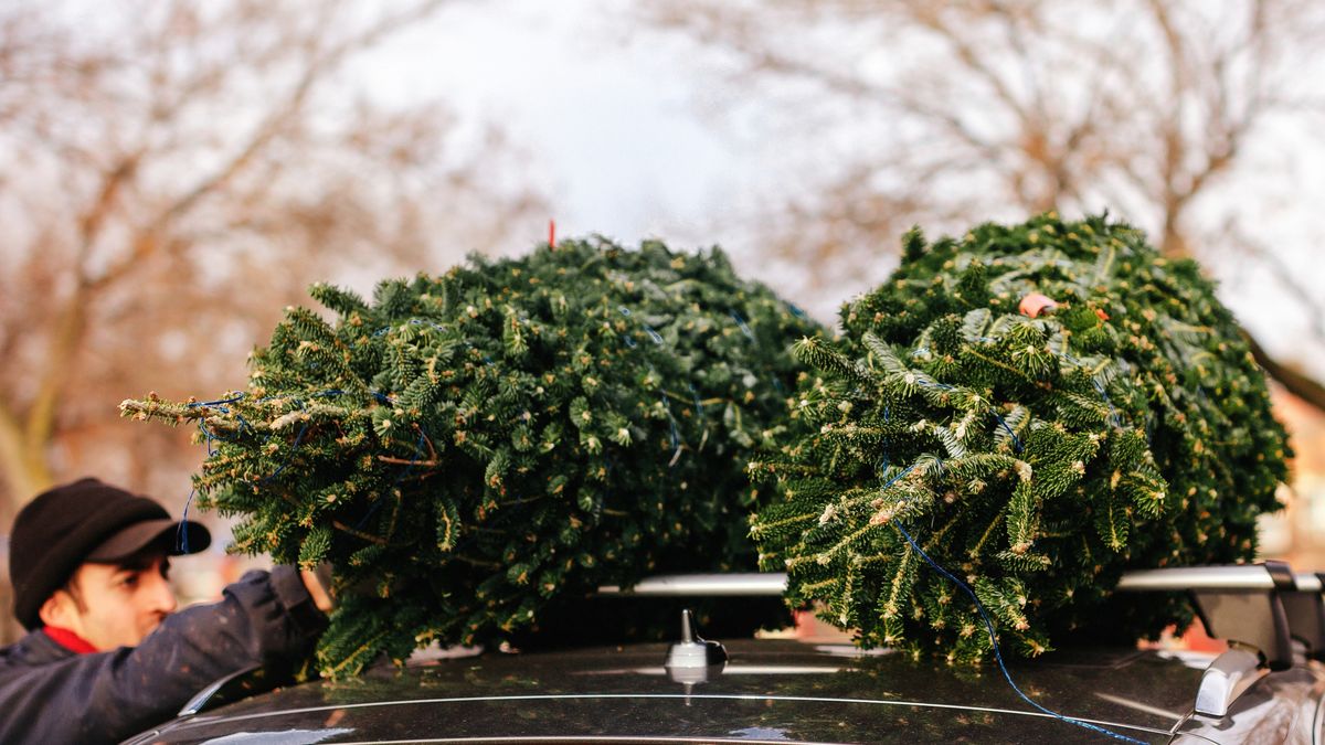Christmas tree on roof rack of car
Men tying the Christmas tree on roof rack of car.
Gabriela Tulian
activity, lifestyle, male, person, series, tying, watching, cut, evergreen, holiday, live, pine, transportation