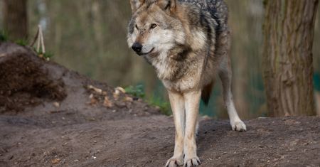 27 martwych owiec. Jej mąż "zobaczył rzeź"