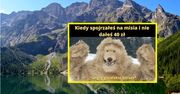 Chytry miś z Zakopanego. Polacy pękają ze śmiechu