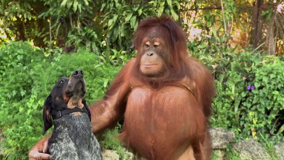 To najprawdopodobniej najsympatyczniejsza reklama systemu operacyjnego jaką widziałeś 1