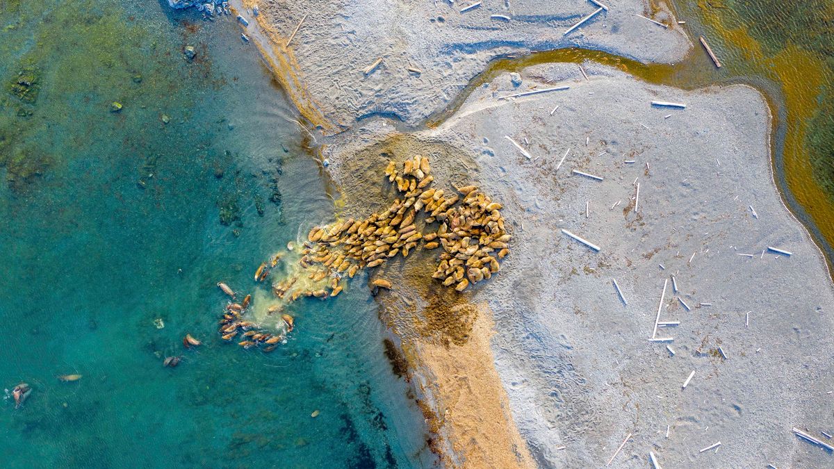 Piękna scena na archipelagu Svalbard. Matka Natura potrafi zaskoczyć 1