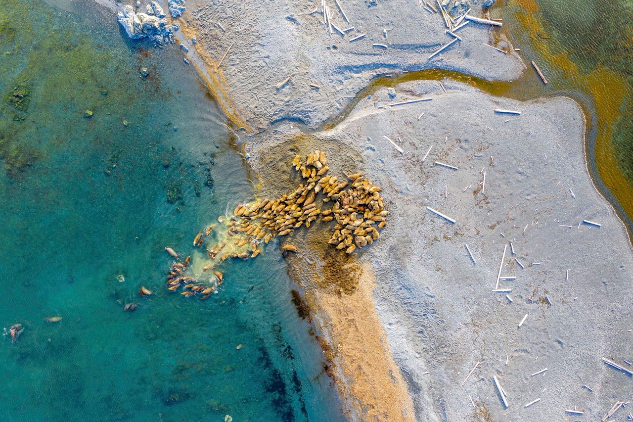 Piękna scena na archipelagu Svalbard. Matka Natura potrafi zaskoczyć