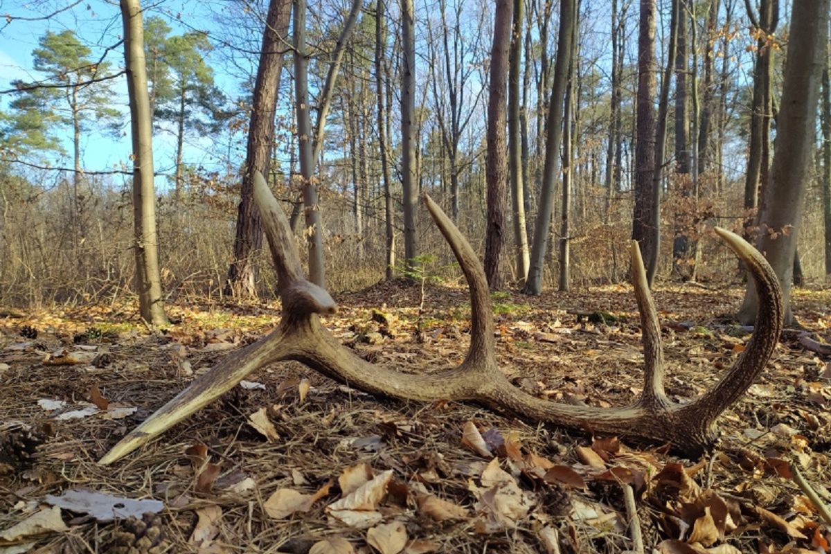 Będą kontrole i mandaty. Leśnicy reagują