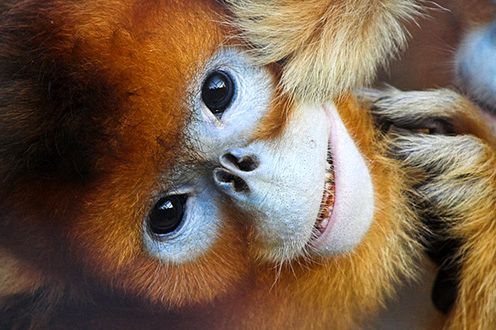 Mozilla małpuje Google'a. Firefox 4 będzie wyglądał jak Chrome?