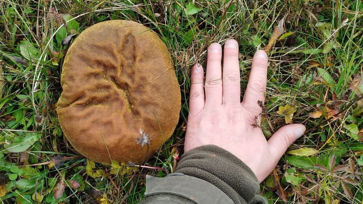 Leśnicy z Ustrzyk Dolnych pokazali "giganty" wśród grzybów