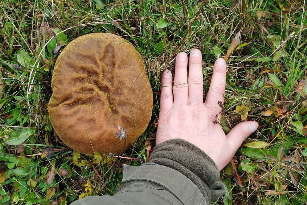 Leśnicy pokazali "giganty". Jeden obok drugiego rosły na łące