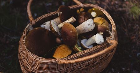 Gdzie są grzyby? Raport. Sezon się rozkręca