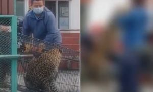 Wyrwał się z klatki. Wstrząsające nagranie z Nepalu