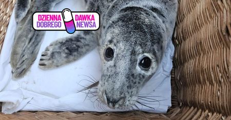 Pokazali sarenkę morską. Pierwsza w tym roku. Zachwyt nad Bałtykiem