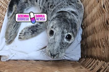 Pokazali sarenkę morską. Pierwsza w tym roku. Zachwyt nad Bałtykiem