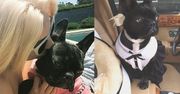 Lady Gaga zaprojektuje kolekcję ubrań dla psów…