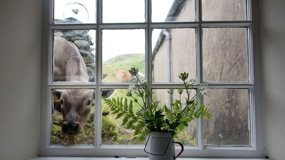 Sekretne życie zwierząt z farmy 1