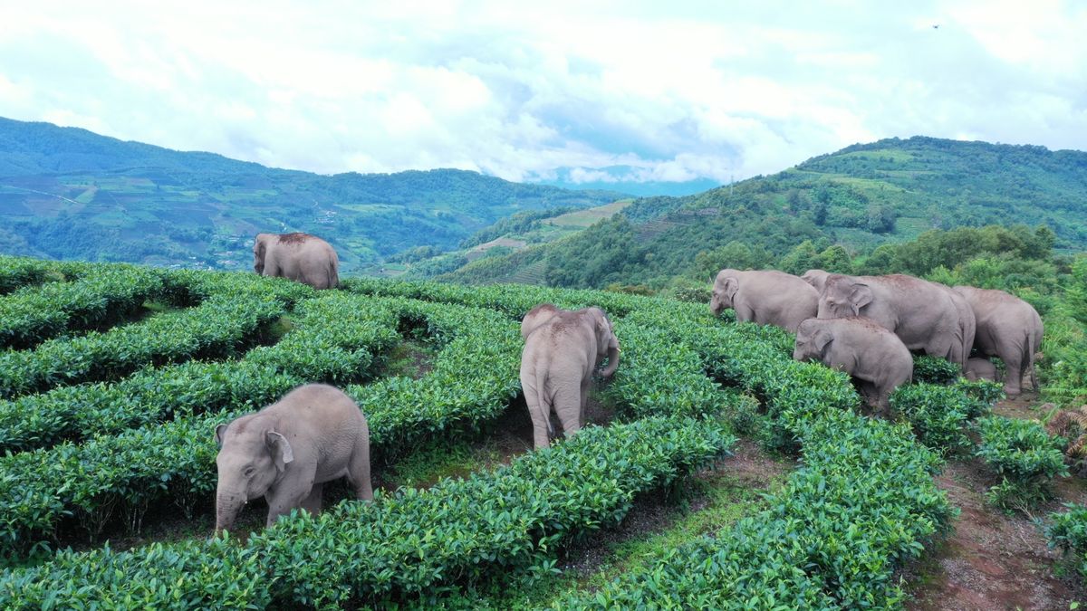 Wandering Elephant Herd Reaches Ning'er CountyPU'ER, CHINA - AUGUST 07: A herd of wild Asian elephants strolls through a village at Ning'er Hani and Yi Autonomous County on August 7, 2021 in Pu'er, Yunnan Province of China. (Photo by Wang Zhengpeng/VCG via Getty Images)VCGan aerial view, china, tea field
