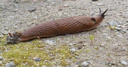 Nadciąga plaga. Tak zdusisz problem w zarodku
