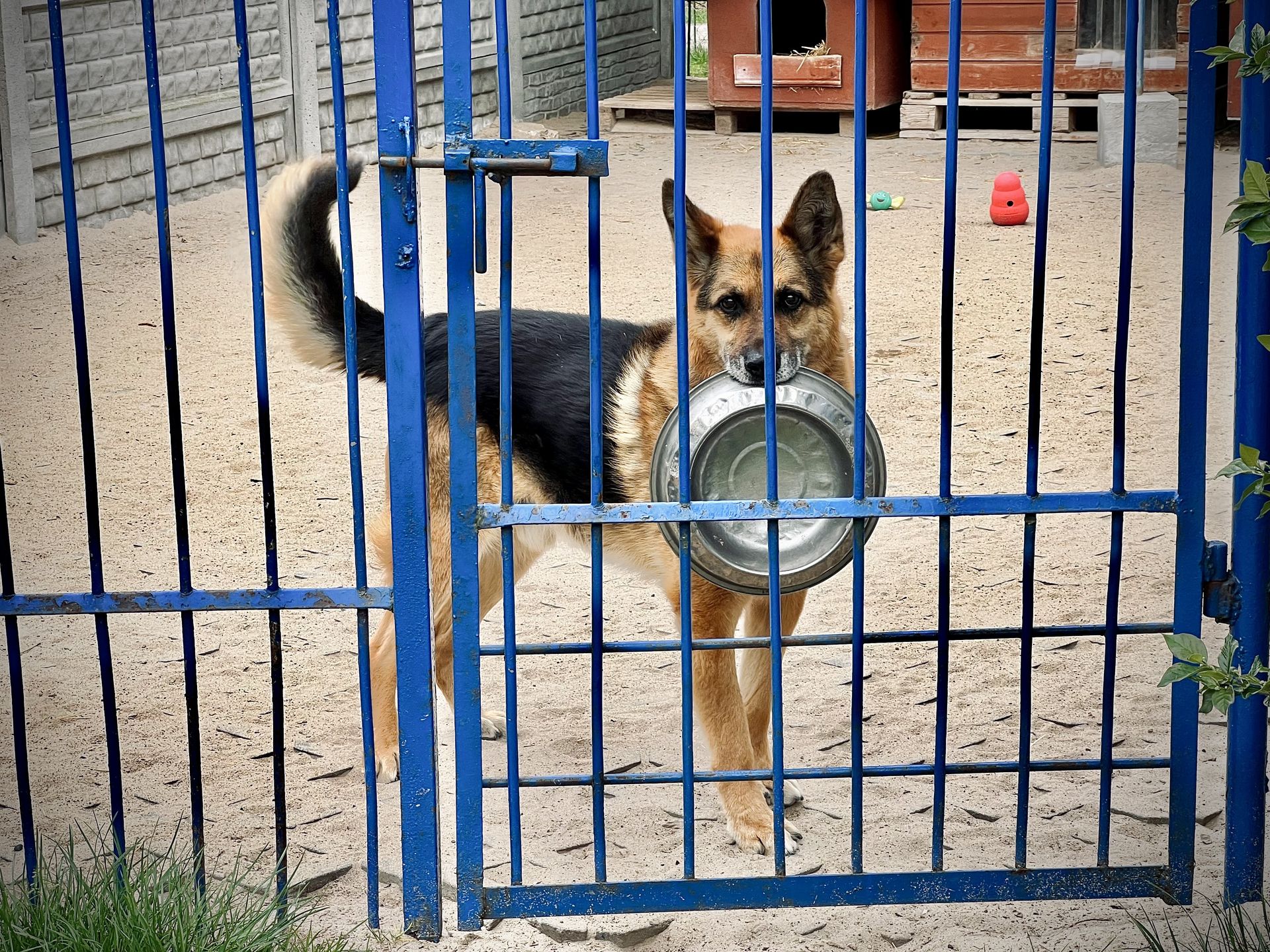 Podopieczni Schroniska w Celestynowie