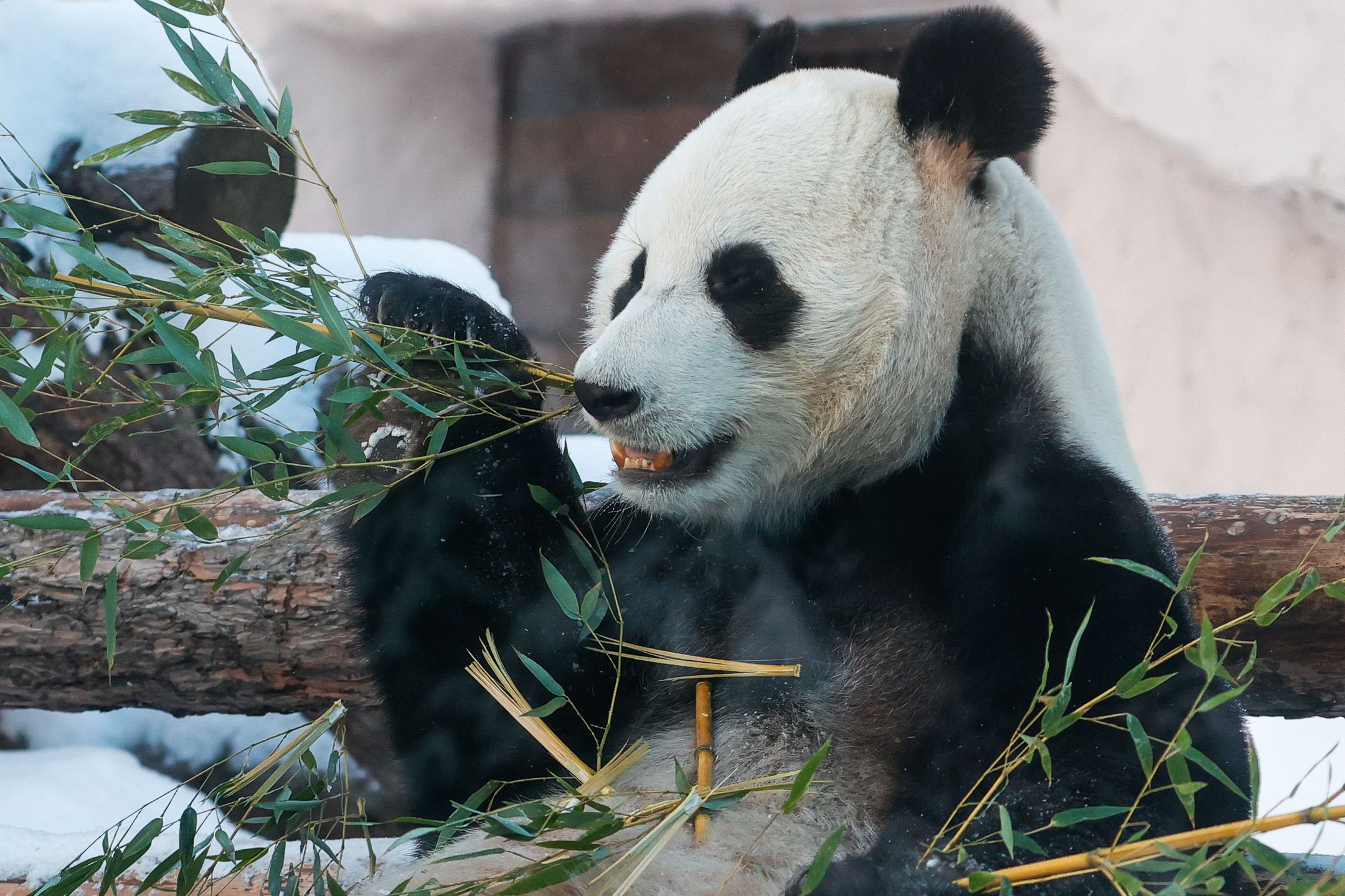 Majestatyczna panda na zdjęciach. Fotografie uchwycono w zoo 4