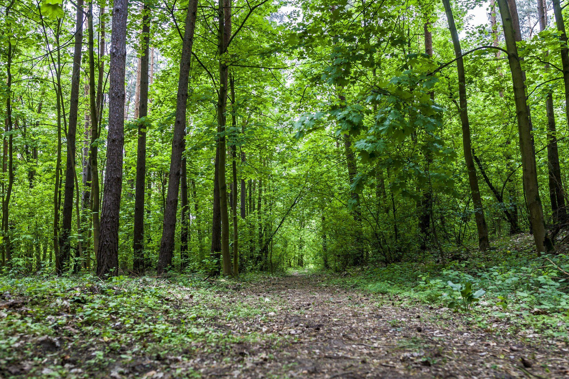 10.05.2019 POMIECHOWEK NAD RZEKA WKRA LAS SPACER W KORONACH DRZEW ODPOCZYNEK DRZEWA ZIELEN WYPOCZYNEK RELAKS WOLNE WAKACJE SCIEZKA LESNA NATURA NZFOT. SZYMON STARNAWSKI / POLSKA PRESS