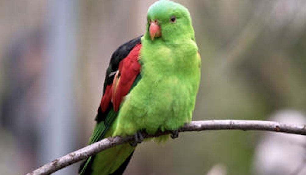 Papuga czerwonoskrzydła ma problem z alkoholem. Ptaki te żerują na opadłych, fermentujących owocach mango, od których są uzależnione 