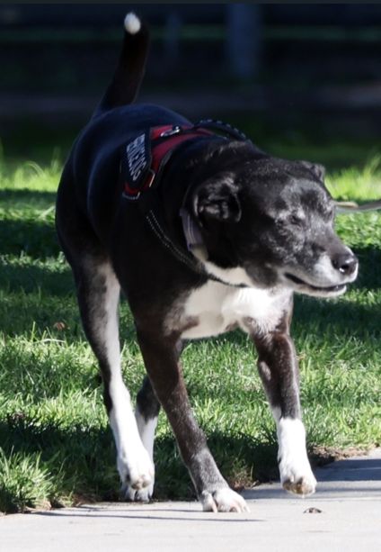 Kathy Griffin na spacerze z psem