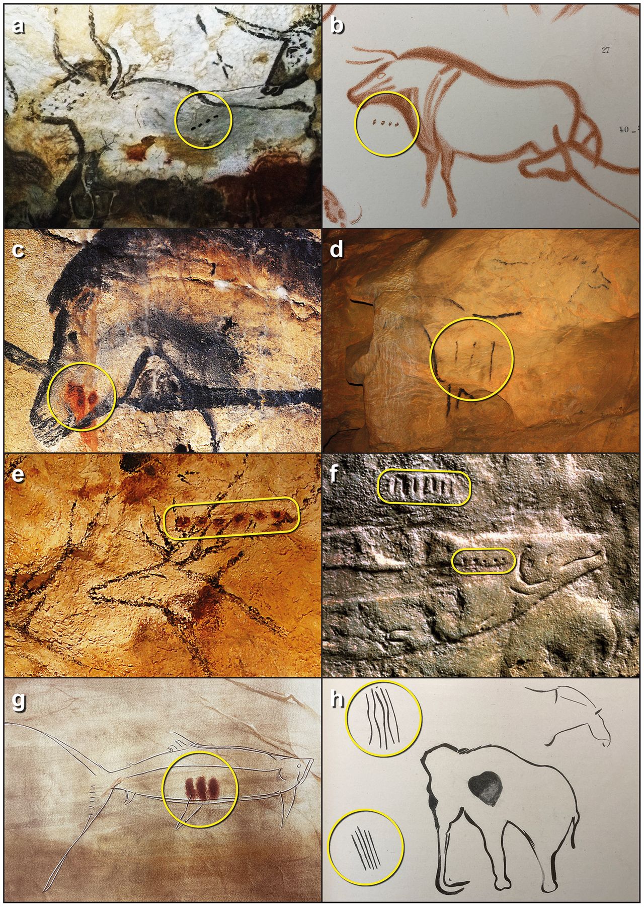 The animals presented along with sequences of dots or lines