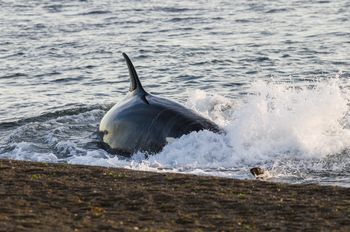Orka na wybrzeżu. Służby musiały podjąć trudną decyzję