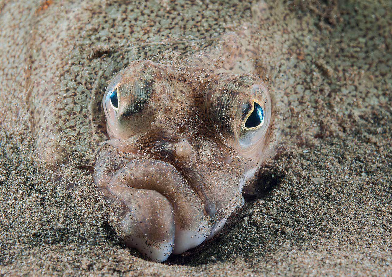 British Wildlife Photography Awards 2019: zdumiewające zdjęcia przyrody 2