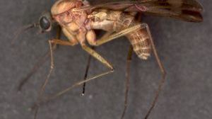 Znakomity sposób na to, jak oszukać komary 1