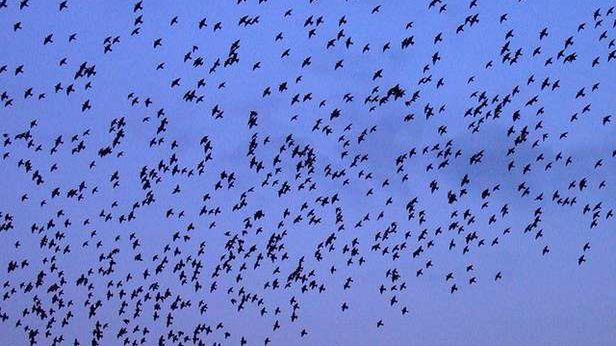 Roboty potrafią łączyć się w roje. Poznaj ciekawy eksperyment szwajcarskich badaczy 1