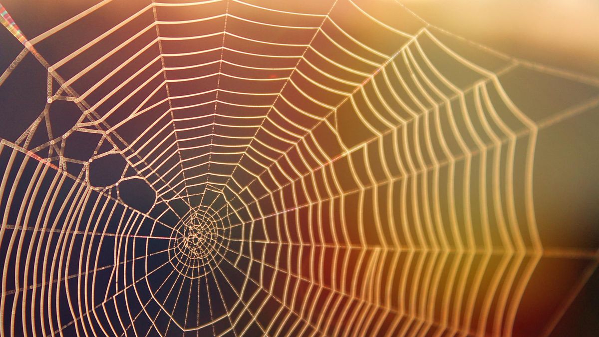 Kątnik domowy to jeden z najpopularniejszych pająków w Polsce.