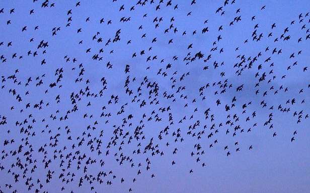 Stado ptaków (Fot. Flickr/marfis75/Lic. CC by-sa)