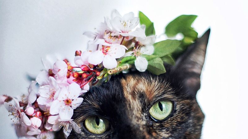 „Cat Effect", czyli cztery pory kota 1