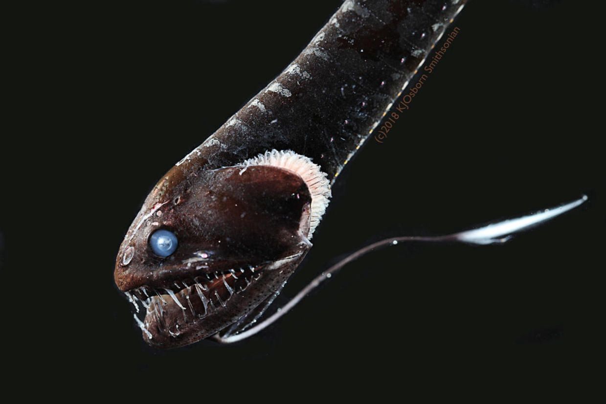 W głębinach odkryto przerażający gatunek ryby. Pochłania nawet 99,5 proc. światła