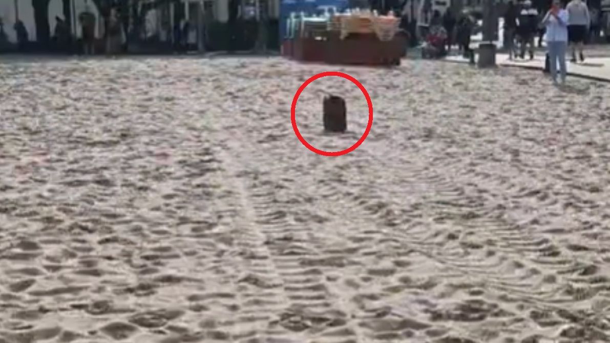 Nietypowy widok na plaży w Gdyni. Turystka chwyciła za telefon