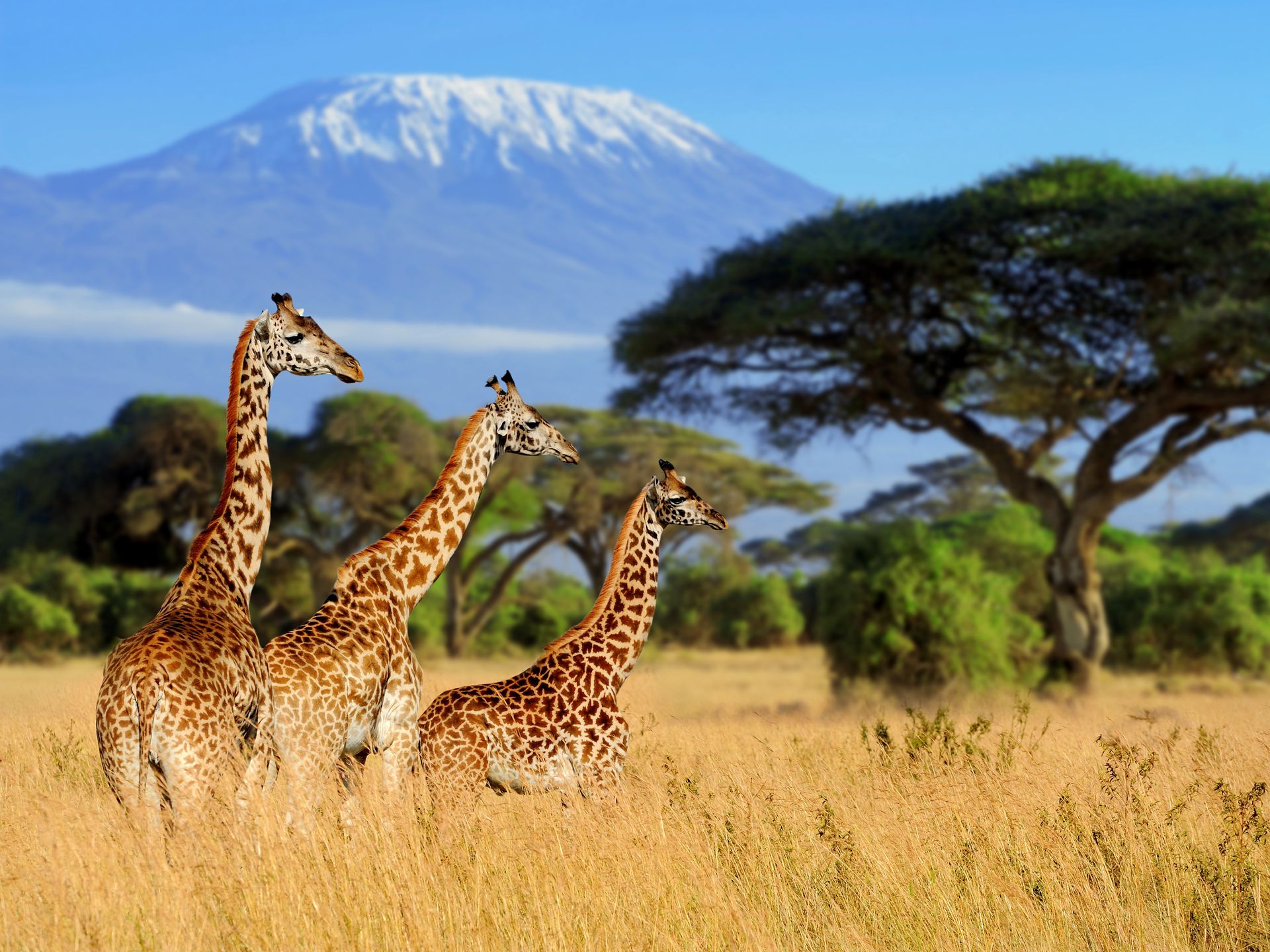 Kenia to królestwo egzotyki