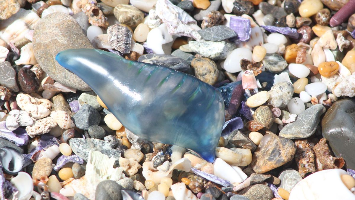 Nastolatek spędził święta w szpitalu po tym, jak połknął żeglarza portugalskiego 