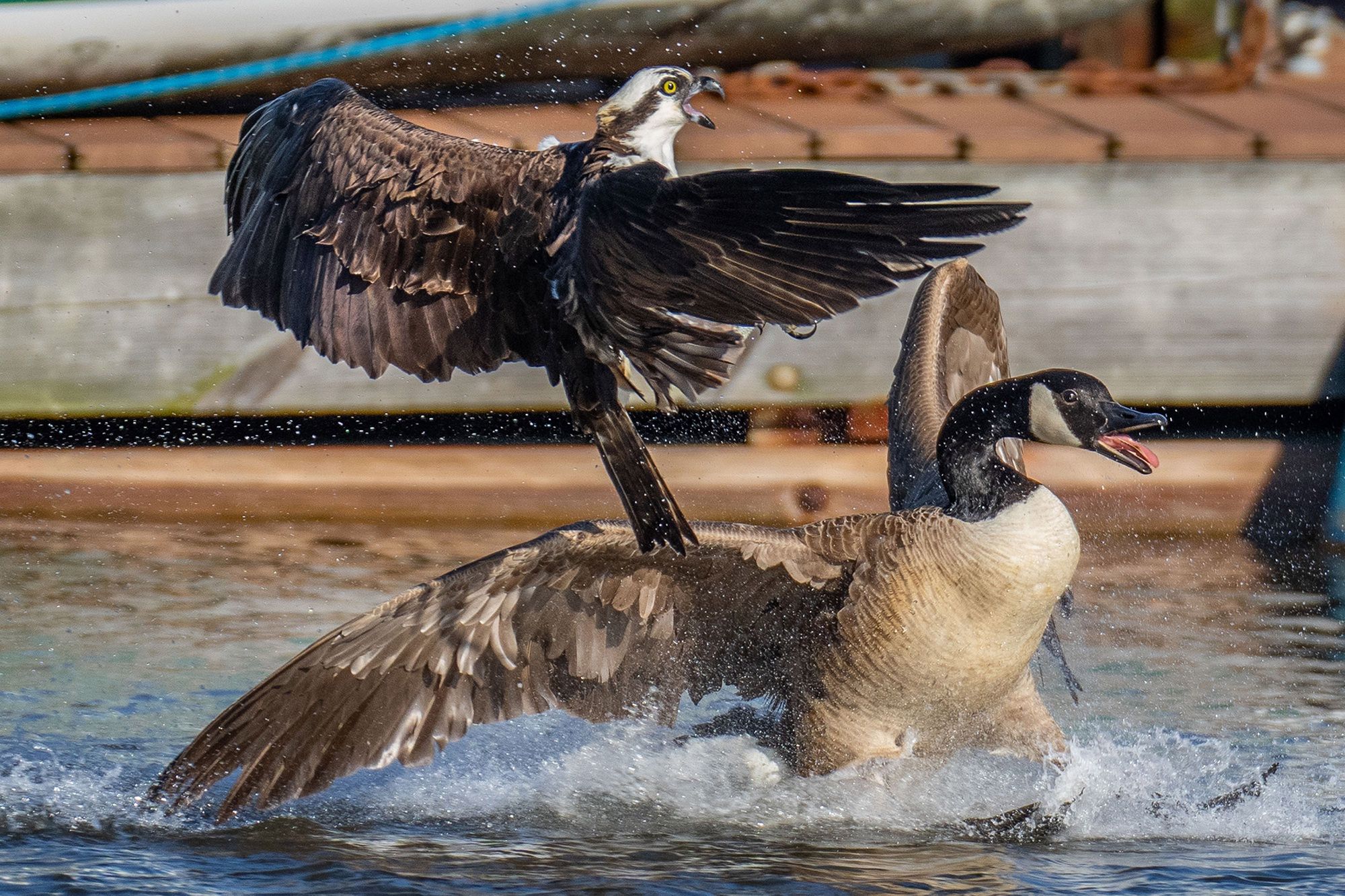 Gęś kontra rybołów.
