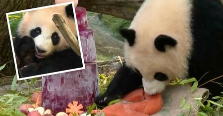 Bliźniaczki pandy obchodzą 2 urodziny. Taki tort dostały w zoo