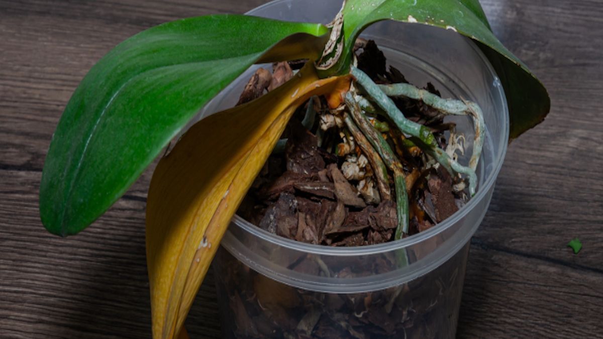 Storczyk będzie nie do poznania