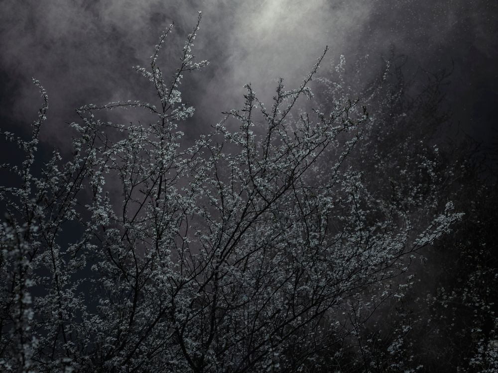 Piękno XIX-wiecznych obrazów natury przeniesione na pole fotografii w projekcie "Blossom" 14