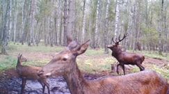 Osamotniony jeleń po rykowisku. Zabawne nagranie z fotopułapki