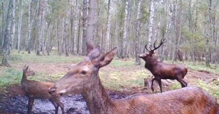 Osamotniony jeleń po rykowisku. Zabawne nagranie z fotopułapki