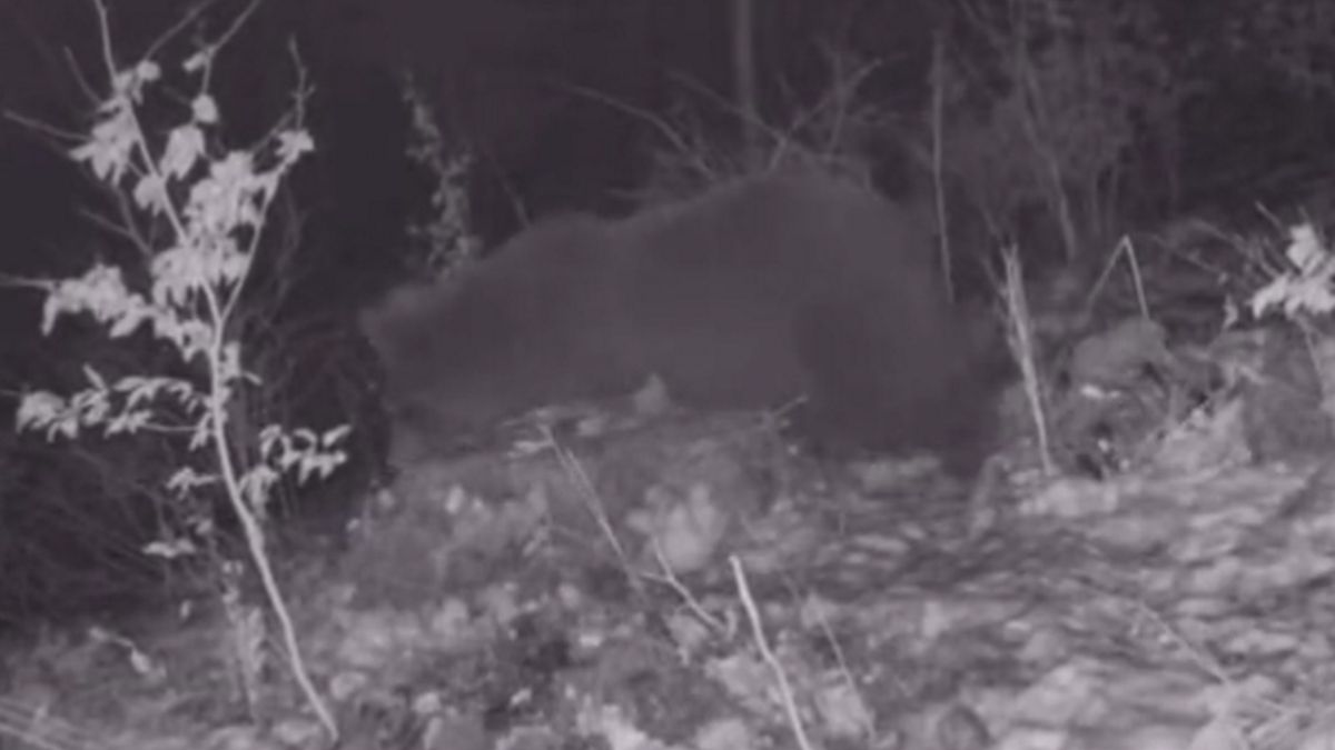 Lasy Państwowe pokazały wideo