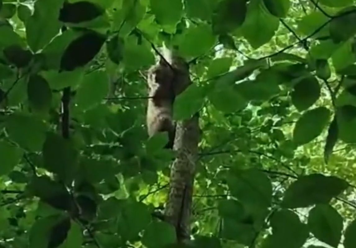 Ten zwierzak siedział na drzewie jak koala 