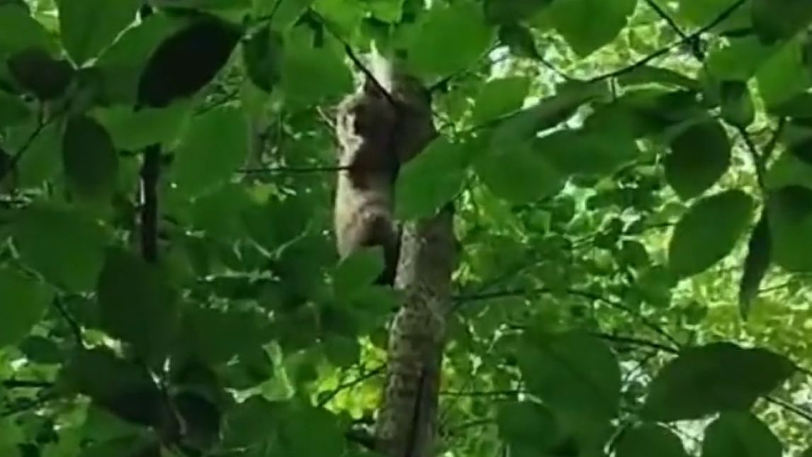 Ten zwierzak siedział na drzewie jak koala 