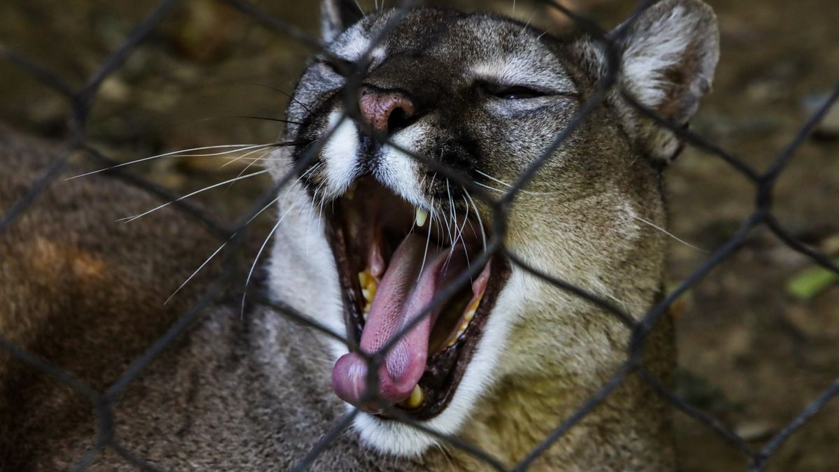 Trwa obława w Ogrodzieńcu. Policja poszukuje pumy i jej właściciela